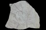 Early Devonian Plant Fossils (Zosterophyllum) - Scotland #66674-2